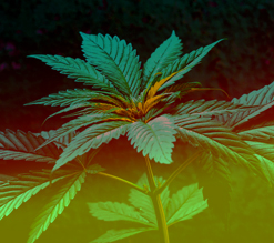 Cannabis Legalisierung in Deutschland – Wann ist es soweit? Cannabis Legalisierung in Deutschland – Wann ist es soweit?